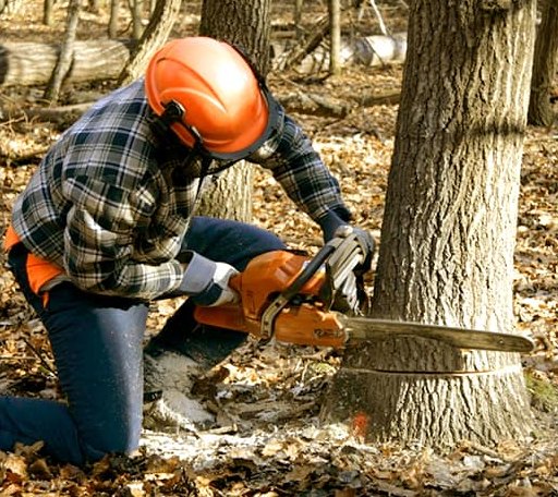 Tree Removal in Holder, FL